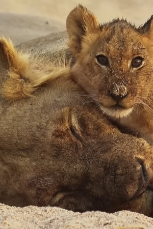 Das Gesetz der Löwen