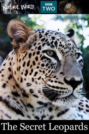 The Secret Leopards