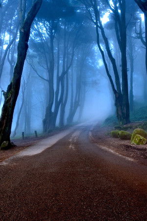 These Woods Are Haunted