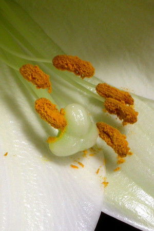 The Private Life of Plants