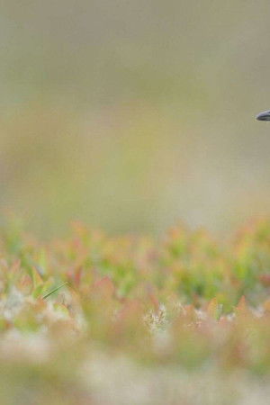 Scotland: The New Wild