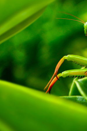 Muhteşem Yırtıcılar