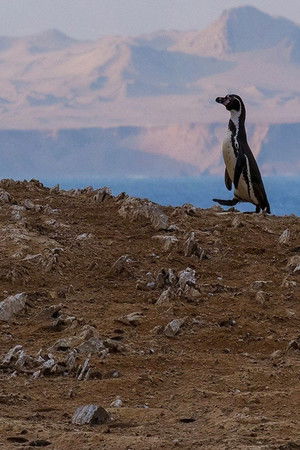 Wild Peru: Andes Battleground