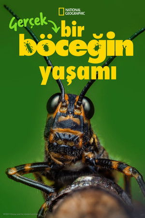 Gerçek Bir Böceğin Yaşamı