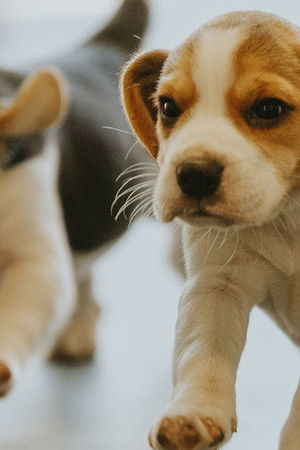 Dog Squad Puppy School