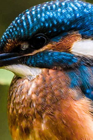 Secret Life of the Forest