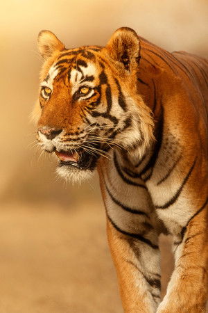 Wild Cats of India