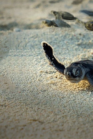 Hayvanların İnanılmaz Yolculukları