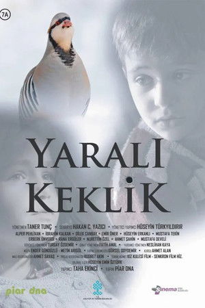 Yaralı Keklik