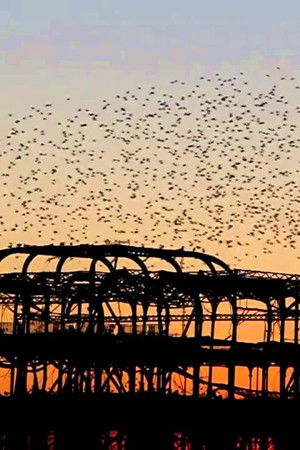 Swarm: Nature's Incredible Invasions