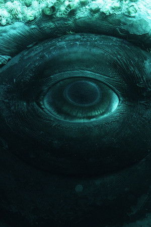 Whale with Steve Backshall