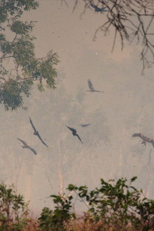 A Wild Year On Earth