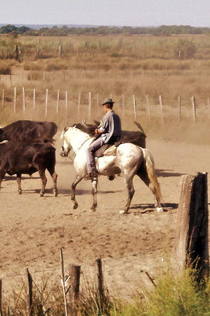 Le camarguais