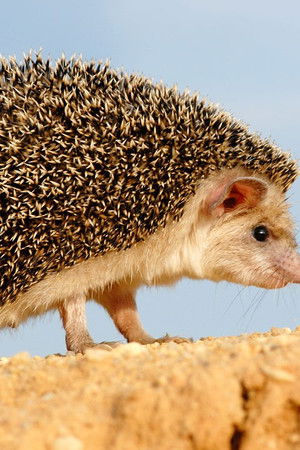 Podivuhodná cesta ježka Aladina