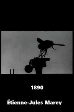 Vol de la grosse mouche bleue