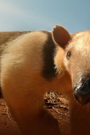 South America's Weirdest Animals