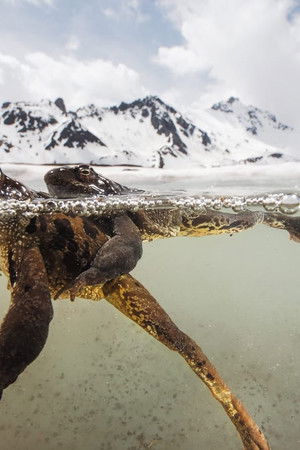 The Sanctuary：Survival Stories of the Alps