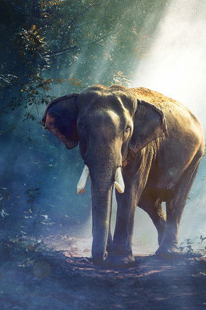 Equator's Wild Secrets