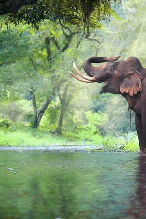 Thailand's Wild Side