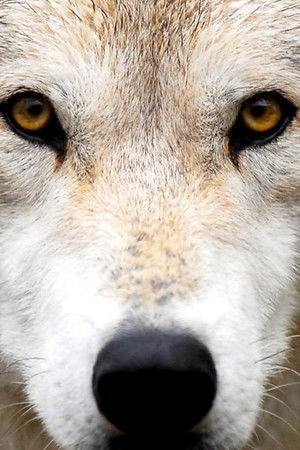 Land of the Lost Wolves