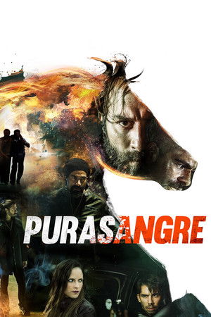 Purasangre