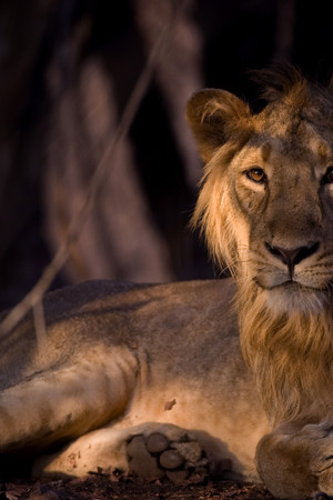 Secrets of Wild India