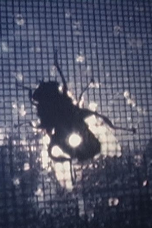 フラハティスケッチ 2002