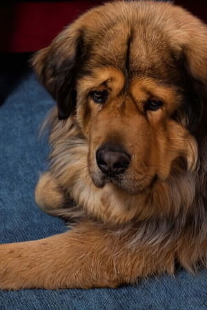 Nom d'un chien ! Le plus beau c'est le mien