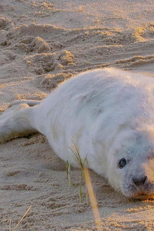 The Wonderful World of Baby Animals