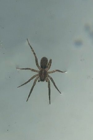 Mirno idem krivim putem