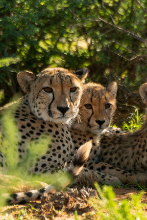 Cheetah Family & Me