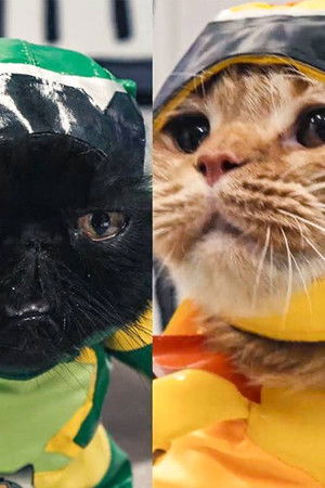 ネコ戦隊 びたたま