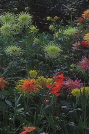 Geschichten übern Gartenzaun