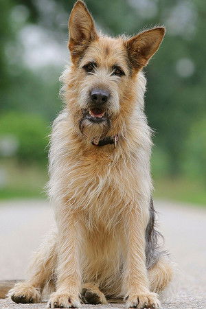 Racko - Ein Hund für alle Fälle