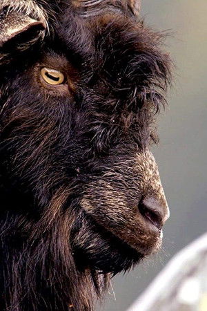 Wales: Land of the Wild