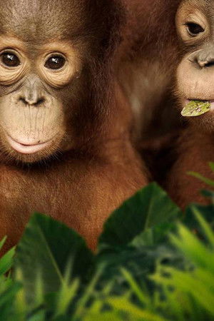 Orangutan Jungle School