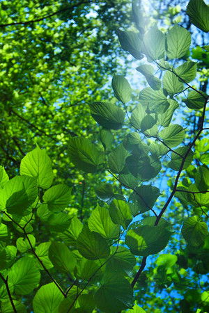 The Great British Year