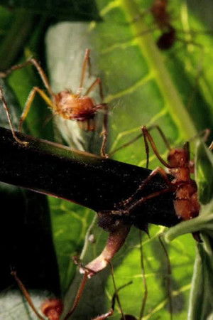 Micro Monsters with David Attenborough