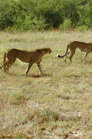 라이프 오브 사만다