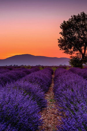 Les Lavandes et le Réséda