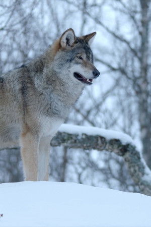 Winter's Hidden Wonders