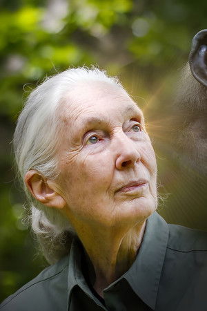 Rescued Chimpanzees of the Congo with Jane Goodall