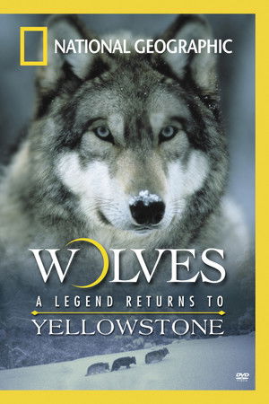 Wolves: A Legend Returns to Yellowstone