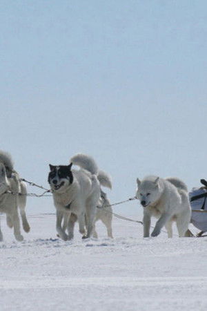 Blizzard: Race to the Pole