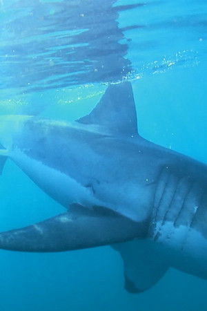 The Magic of the Big Blue. Seven Continents