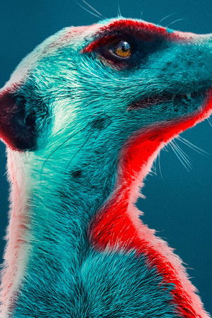 Meerkat Manor: Rise of the Dynasty