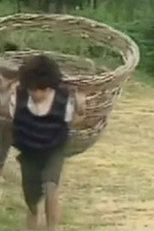 Белото циганче