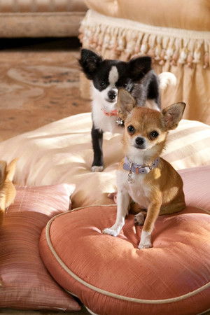 Beverly Hills Çuvava 2