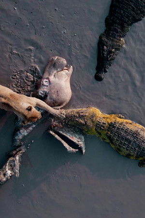 Katavi Africa's Fallen Paradise