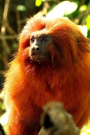 Retrospectiva 2020: Edição Globoplay